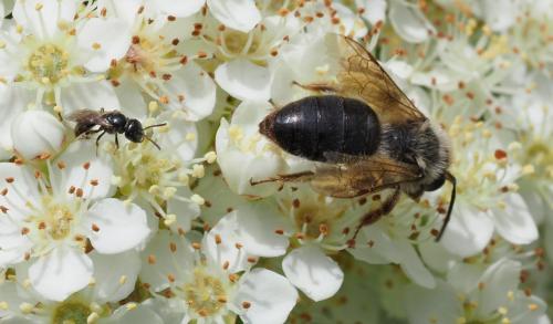 Andrena haemorrhoa